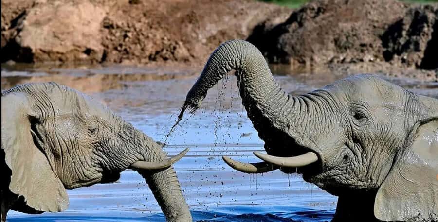 Port Elizabeth : Full-Day Addo Elephant Park Wildlife Tour - Lunch Inside Addo: Good Food, Real Break, No Safari Pause Panic