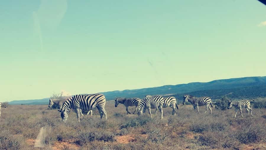 Port Elizabeth : Full-Day Addo Elephant Park Wildlife Tour - Comfort and Safety: Air-Conditioned, Small-Group Feel