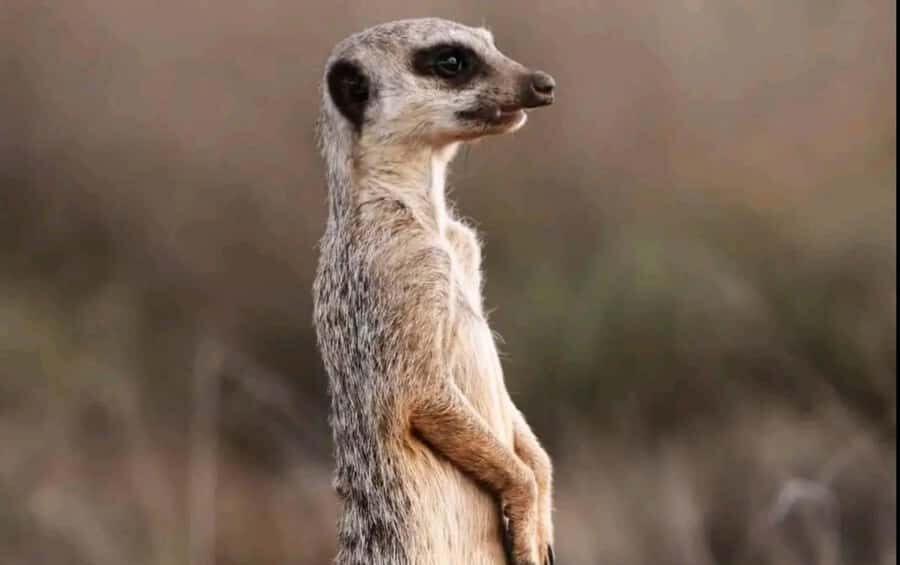 Port Elizabeth : Full-Day Addo Elephant Park Wildlife Tour - How Guides Make the Difference on Safari