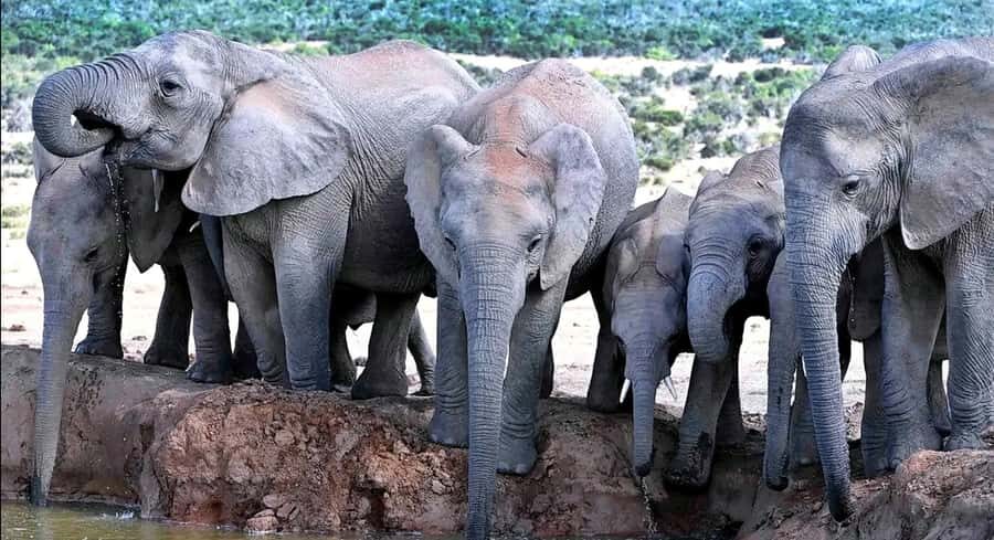 Port Elizabeth : Full-Day Addo Elephant Park Wildlife Tour - Price and Value: Is $156 Worth It?