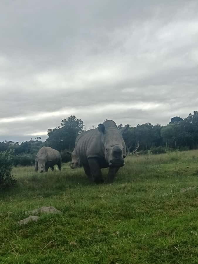 Port Elizabeth: Kragga Kamma Game Park Guided Tour - Key points before you go