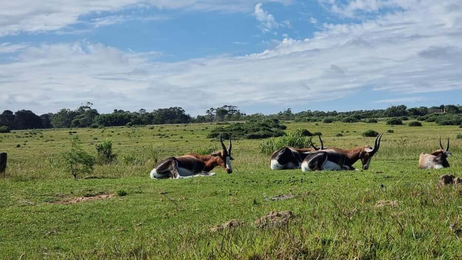 Port Elizabeth: Kragga Kamma Game Park Guided Tour - Kragga Kamma Game Park near Port Elizabeth: small area, real wildlife payoff