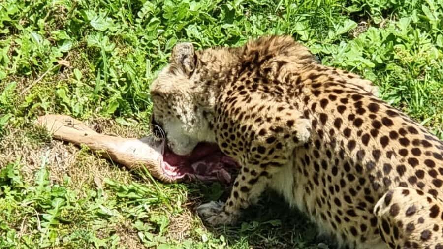 Port Elizabeth: Kragga Kamma Game Park Guided Tour - The lion enclosure stop: more than just a sighting