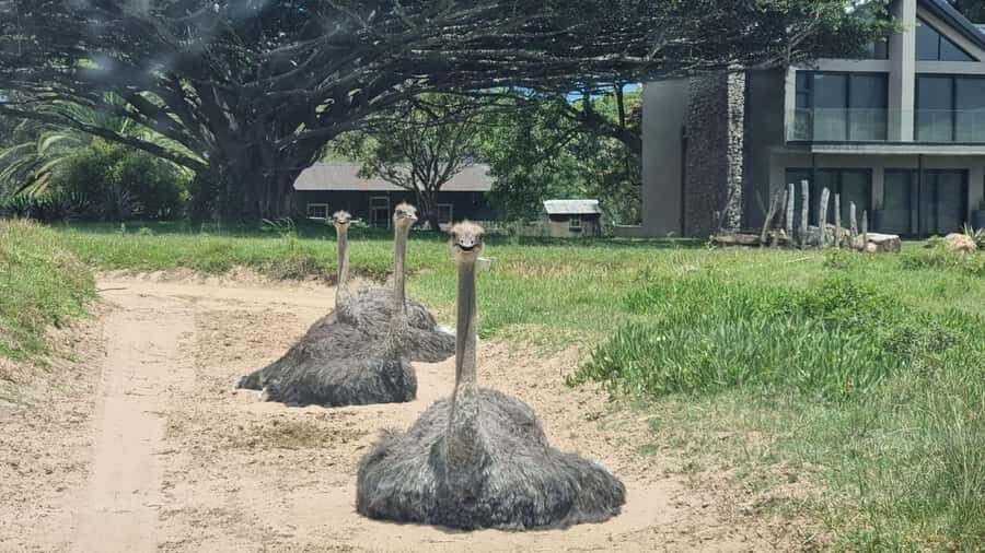 Port Elizabeth: Kragga Kamma Game Park Guided Tour - Price and value check: is $80 worth it?