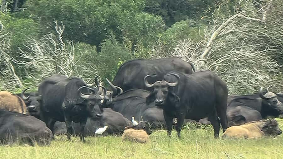 Port Elizabeth: Kragga Kamma Game Park Guided Tour - After the drive: lunch and curio shopping options