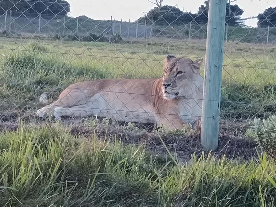 Port Elizabeth: Kragga Kamma Game Park Guided Tour - Who should book this Kragga Kamma tour from Port Elizabeth?