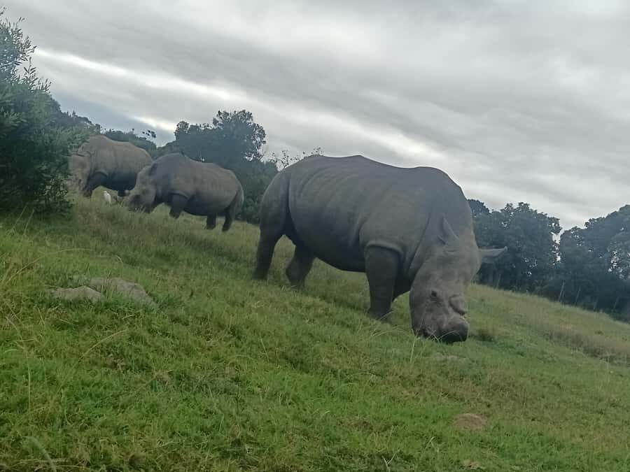 Port Elizabeth: Kragga Kamma Game Park Guided Tour - The Port Elizabeth pickup and transfer: a low-stress start