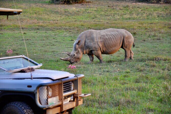 Port Elizabeth Safari and City Tour from Gqeberha - Port Elizabeth in one day: how the 8-hour mix works