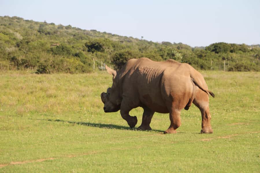 Port Elizabeth: Schotia Private Game Reserve Safari - Schotia and Addo: why this border location matters