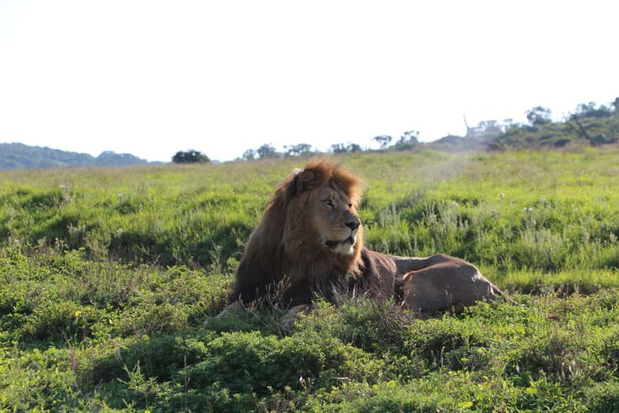 Port Elizabeth: Schotia Private Game Reserve Safari - The open-vehicle feel: what the 5-hour rhythm is like