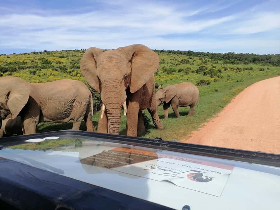 Port Elizabeth: Schotia Private Game Reserve Safari - Price and value: what $230 really buys you