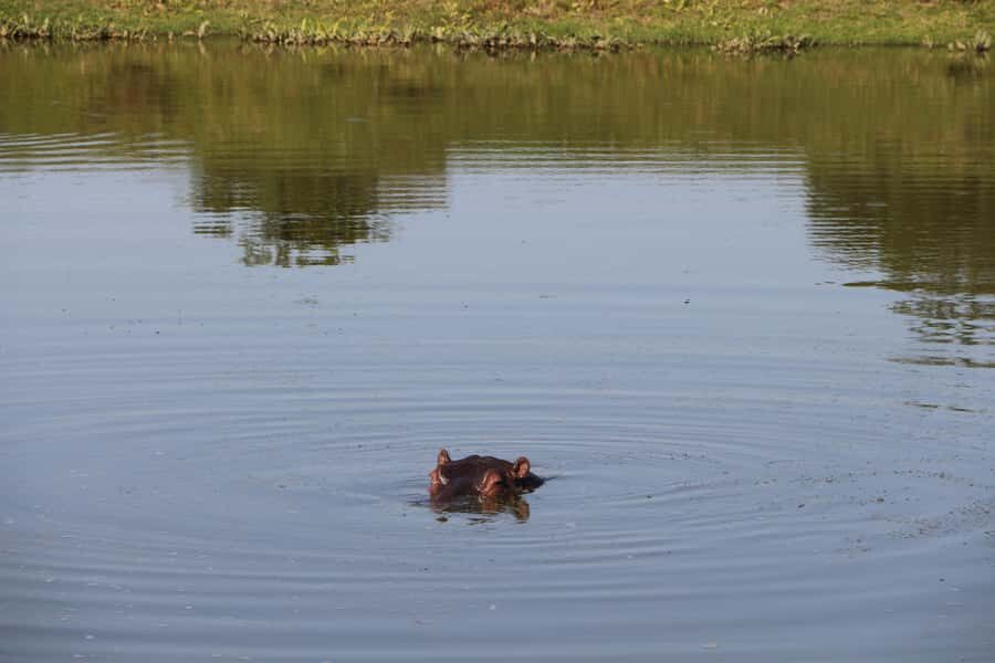 Port Elizabeth: Schotia Private Game Reserve Safari - Pickup from Port Elizabeth (and nearby towns) that actually saves time