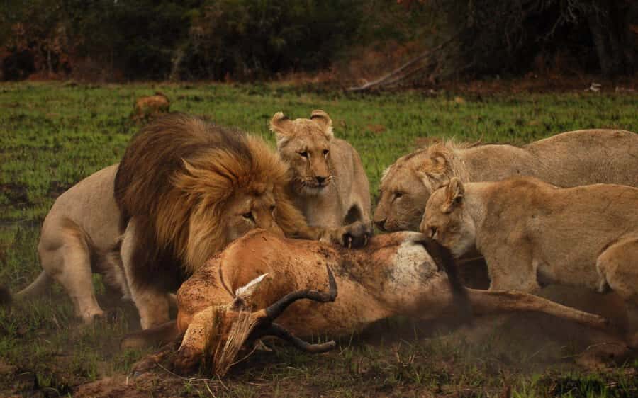 Port Elizabeth: Schotia Safaris Game Reserve Safari - Key things I’d circle before you go