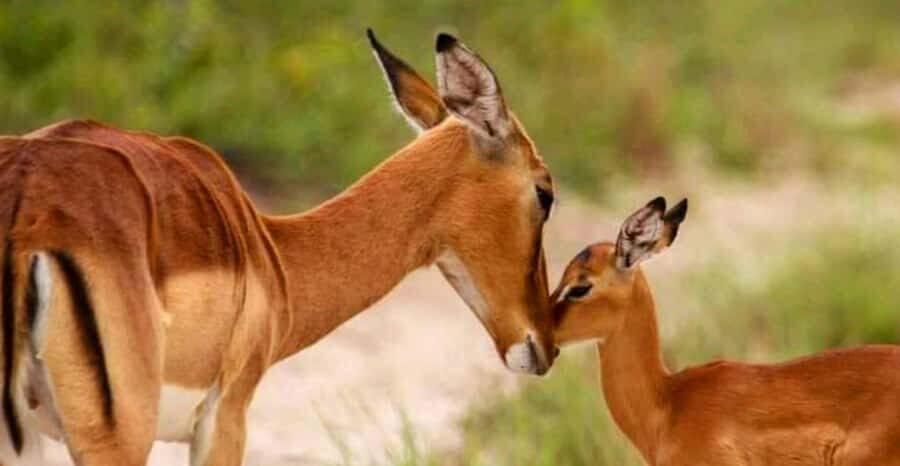 Port Elizabeth: Schotia Safaris Game Reserve Safari - Cruise-Ship Timing: Why the 8am Safari Can Shift