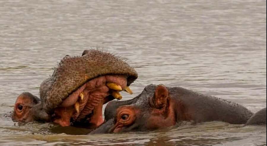 Port Elizabeth: Schotia Safaris Game Reserve Safari - Schotia Private Game Reserve: the Big Five Safari That Fits a Half Day
