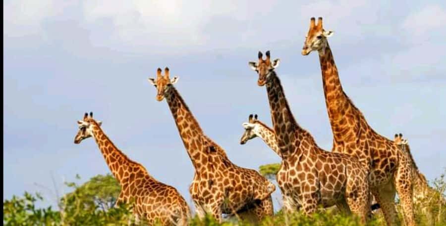 Port Elizabeth: Schotia Safaris Game Reserve Safari - What You’ll Actually Search For on the Game Drives