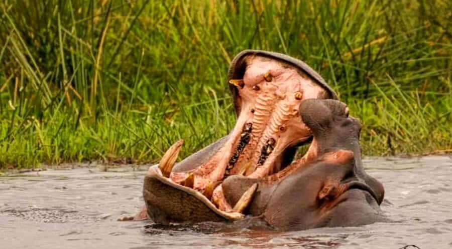 Port Elizabeth: Schotia Safaris Game Reserve Safari - The Guide Factor: Questions, Animal Behavior, and Smarter Spotting