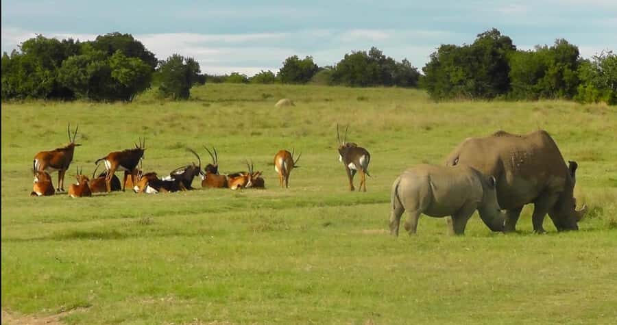 Port Elizabeth: Schotia Safaris Game Reserve Safari - Snacks, Water, and Comfort on a Safari That Moves