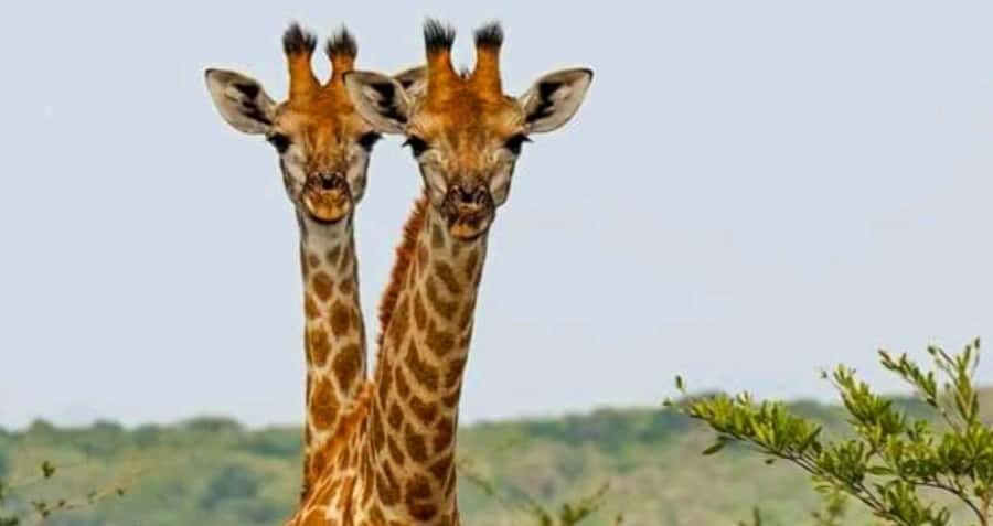 Port Elizabeth: Schotia Safaris Game Reserve Safari - Photography and Drone Rules You Need to Know
