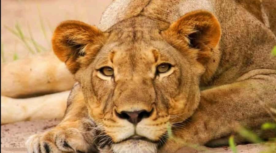 Port Elizabeth: Schotia Safaris Game Reserve Safari - Price Check: Is $207 per Person Good Value?