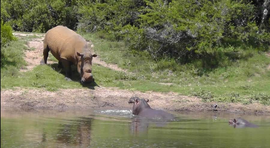 Port Elizabeth: Schotia Safaris Game Reserve Safari - Who This Safari Fits Best (and Who Might Want a Different Plan)