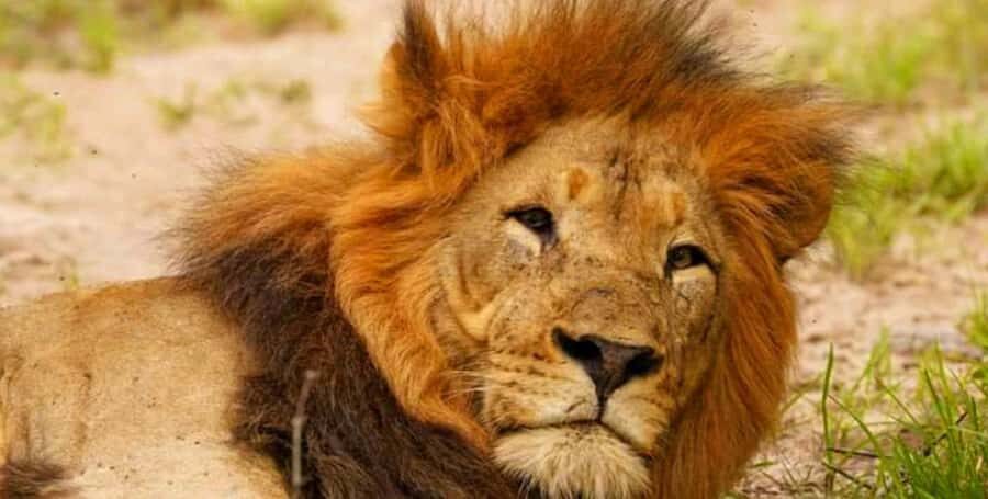 Port Elizabeth: Schotia Safaris Game Reserve Safari - Getting There: Hotel Pickup to Open 4x4 Safari Time