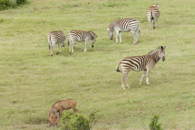 Port Elizabeth Shore Excursion: Addo Elephant Full Day Safari &"Braai"Lunch(BBQ) - What the Game Drives Feel Like in a 4x4, With Guides Who Actually Move