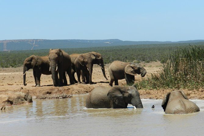 Port Elizabeth Shore Excursion: Addo Elephant Full Day Safari &"Braai"Lunch(BBQ) - Wildlife Expectations: Big Five Chances, Elephant Certainty, and One Honest Tradeoff
