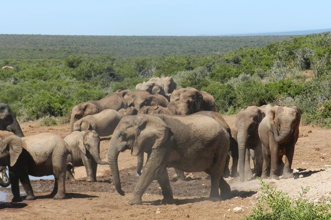 Port Elizabeth Shore Excursion: Addo Elephant Full Day Safari &"Braai"Lunch(BBQ) - Timing Details You’ll Actually Care About (and a Few Smart Tips)
