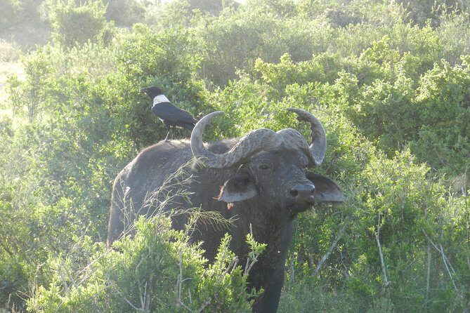 Port Elizabeth Shore Excursion: Addo Elephant Full Day Safari &"Braai"Lunch(BBQ) - Should You Book Addo Elephant Full Day Safari With Braai Lunch?