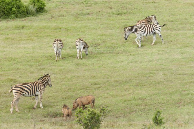 Port Elizabeth Shore Excursion: Addo Elephant Full Day Safari &"Braai"Lunch(BBQ) - The In-Park Braai Lunch: More Than a Break, It’s Part of the Day
