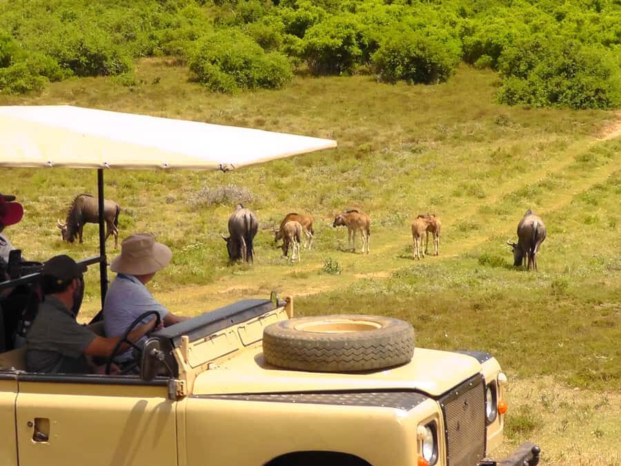 Port Elizabeth:2-Day Schotia Safaris & Addo Wildlife Reserve - Key things to know before you go