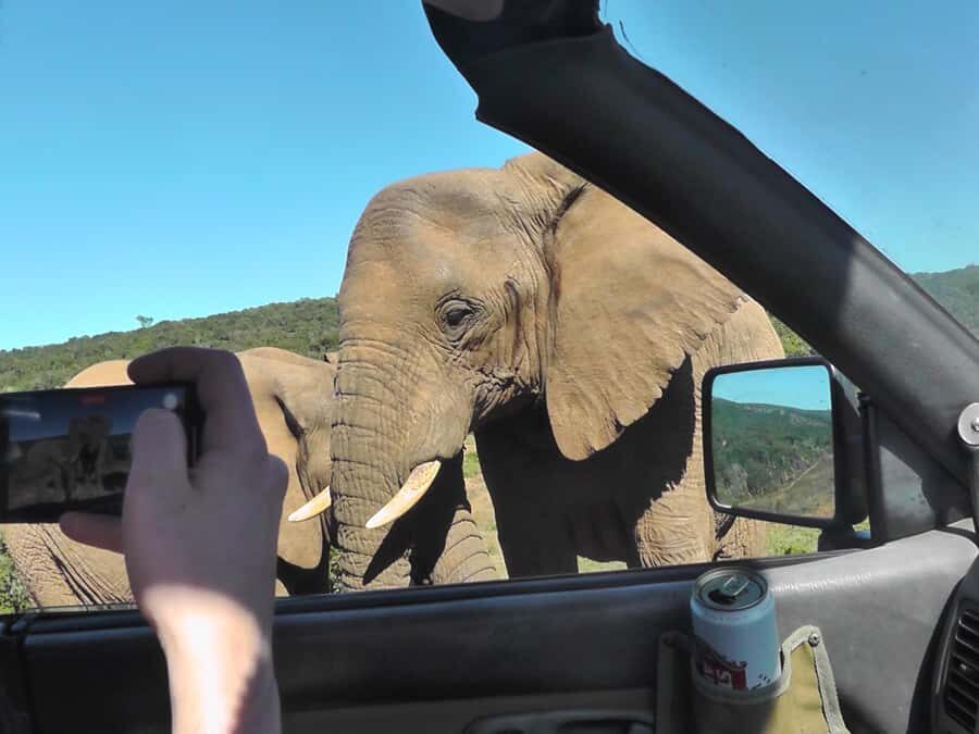 Port Elizabeth:2-Day Schotia Safaris & Addo Wildlife Reserve - Day 2 at Addo Elephant National Park: from elephants to a wider game day