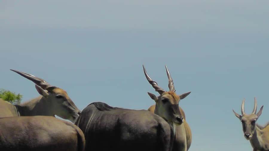Port Elizabeth:2-Day Schotia Safaris & Addo Wildlife Reserve - Schotia Safaris Private Game Reserve: Big Five chances, plus lunch in the bush