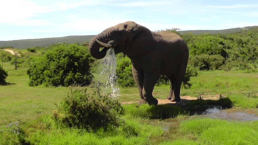 Port Elizabeth:2-Day Schotia Safaris & Addo Wildlife Reserve - Logistics and timing: the part that can make or break a good day
