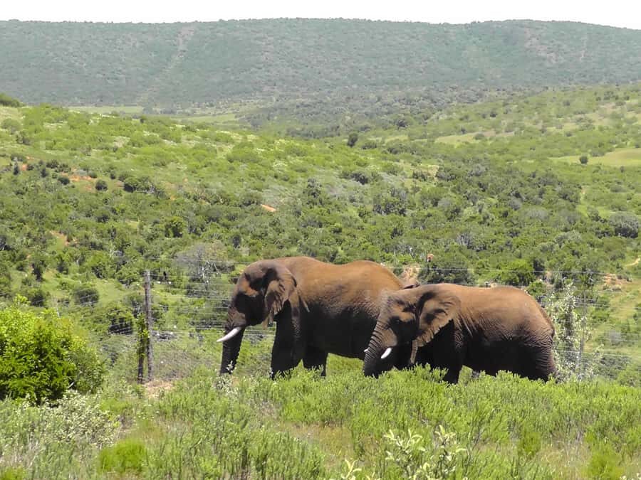 Port Elizabeth:2-Day Schotia Safaris & Addo Wildlife Reserve - Value for $716: what you’re really paying for
