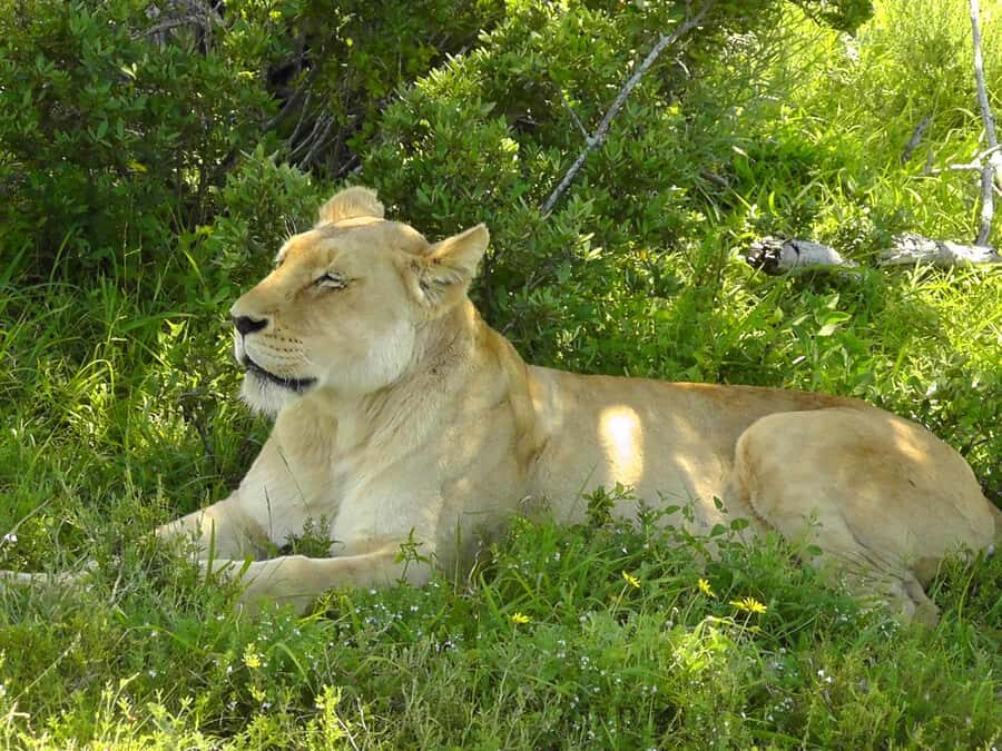 Port Elizabeth:2-Day Schotia Safaris & Addo Wildlife Reserve - Who should book this safari, and who should skip it