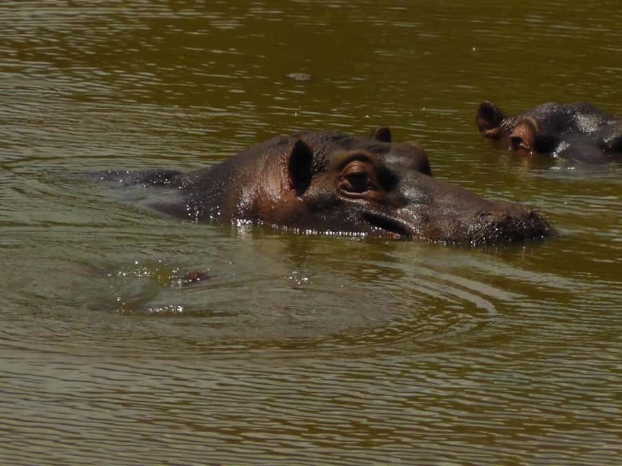 Port Elizabeth:2-Day Schotia Safaris & Addo Wildlife Reserve - Should you book this Port Elizabeth Addo and Schotia safari?