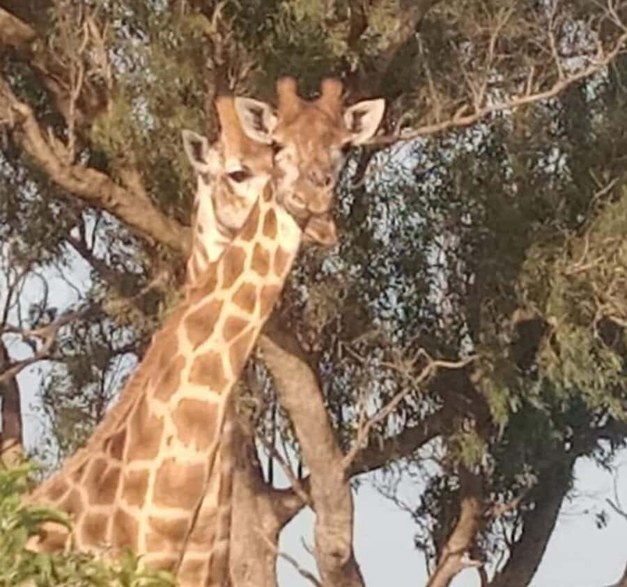 Port Elizabeth:Kragga Kamma Private game reserve safari - How the Air-Conditioned Van Changes Your Safari Experience