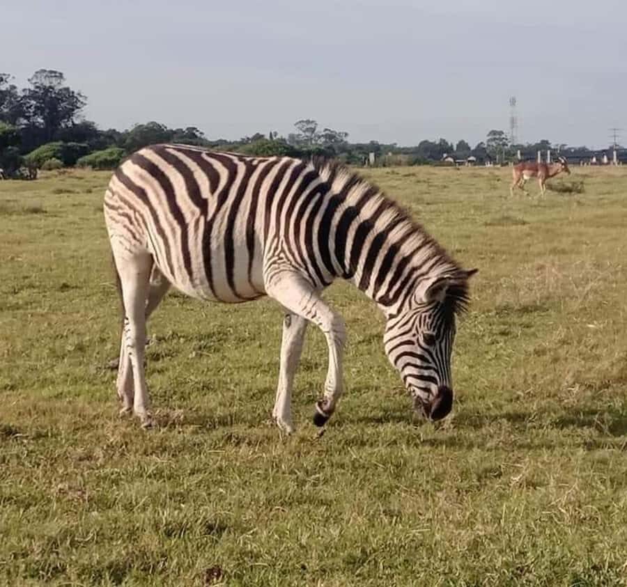 Port Elizabeth:Kragga Kamma Private game reserve safari - Following the Coastal Route: What the Habitat Means for Sightings