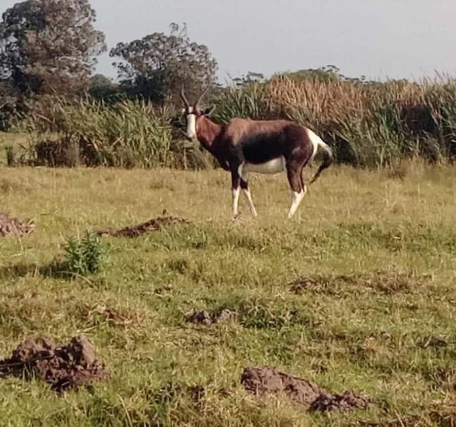 Port Elizabeth:Kragga Kamma Private game reserve safari - Timing, Ticket Flow, and How to Plan for the Right 3 Hours