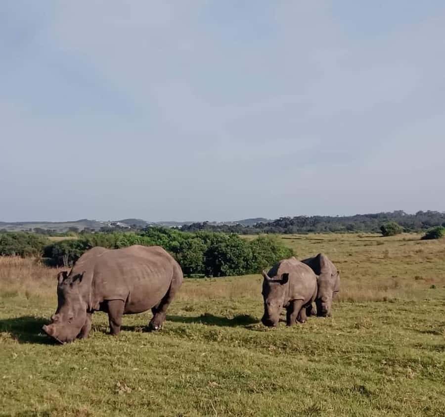 Port Elizabeth:Kragga Kamma Private game reserve safari - What You Get for the Price (And Where You Should Bring Extras)