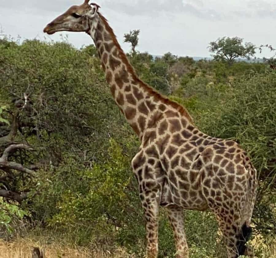 Port Elizabeth:Kragga Kamma Private game reserve safari - Why This Reserve Packs a Lot Into a Small Area