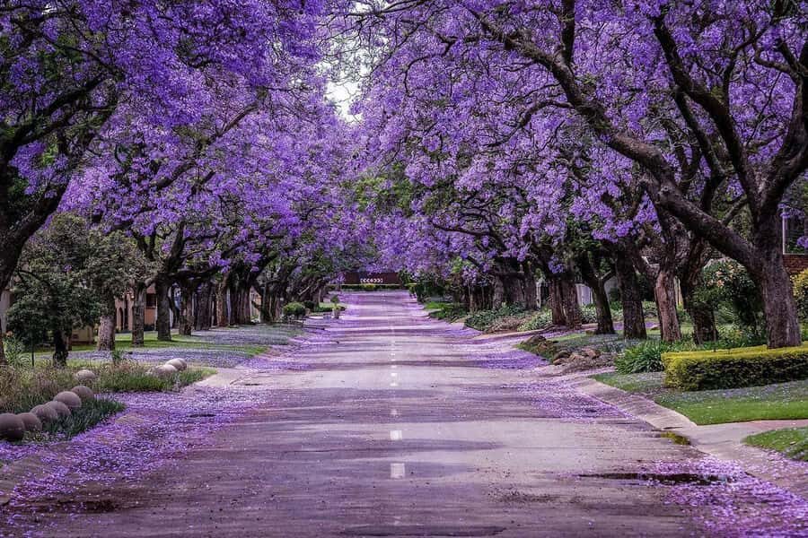 Pretoria: Half-Day City Tour with Hotel Pickup - Union Buildings: government power plus garden views