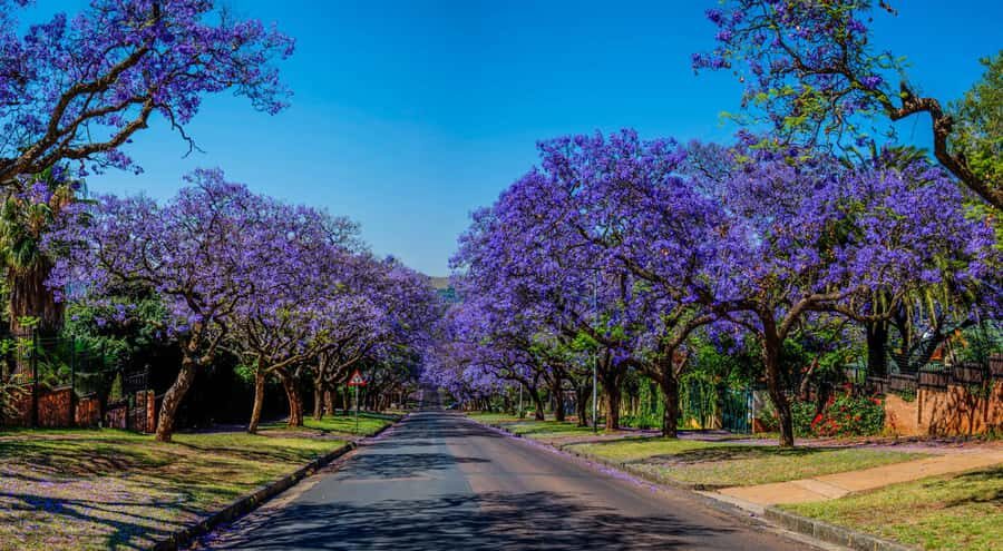 Pretoria: Pretoria City and Lion Park Tour - Union Buildings: Government Views and Terraced Gardens