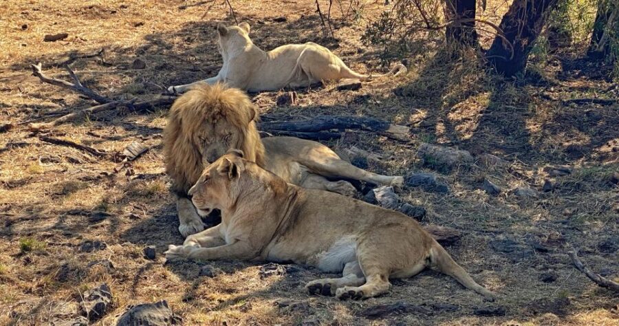 Pretoria: Pretoria City and Lion Park Tour - About Lion Cubs: What You Can See vs. What You Can’t Do