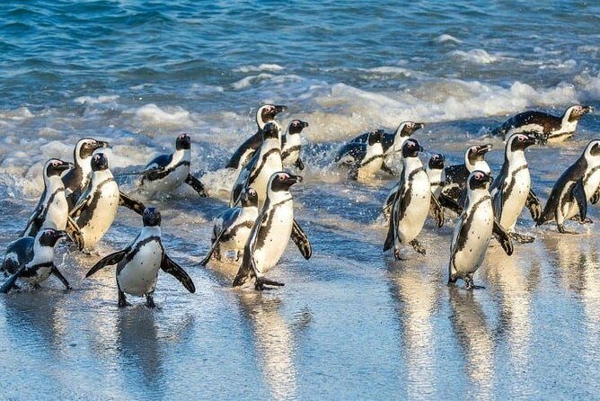 Private 2-Day Cape Town Highlights: Robben Island,Table Mountain Tickets & Wine - Cape Point: Funicular Choice Versus a Walk to the Lighthouse