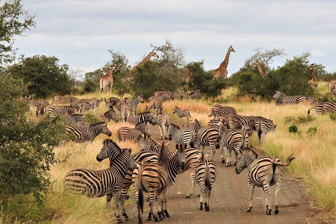 Private 4x4 Safari Tour in Kruger National Park - Why This Private 4x4 in Kruger Feels Made for You