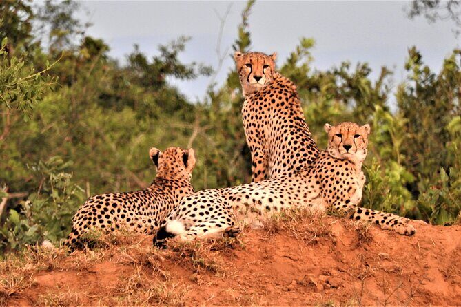 Private 4x4 Safari Tour in Kruger National Park - Who Should Book This Private Kruger Safari (and Who Might Skip It)