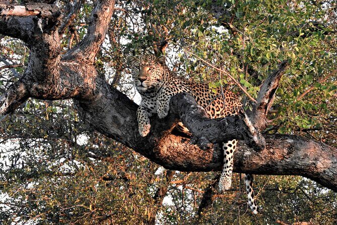 Private 4x4 Safari Tour in Kruger National Park - Entering Kruger: What the Open Jeep Approach Gives You